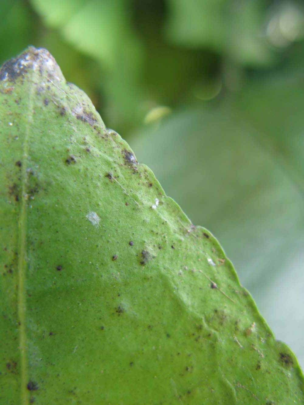              Margin (Winter Haven, FL)       